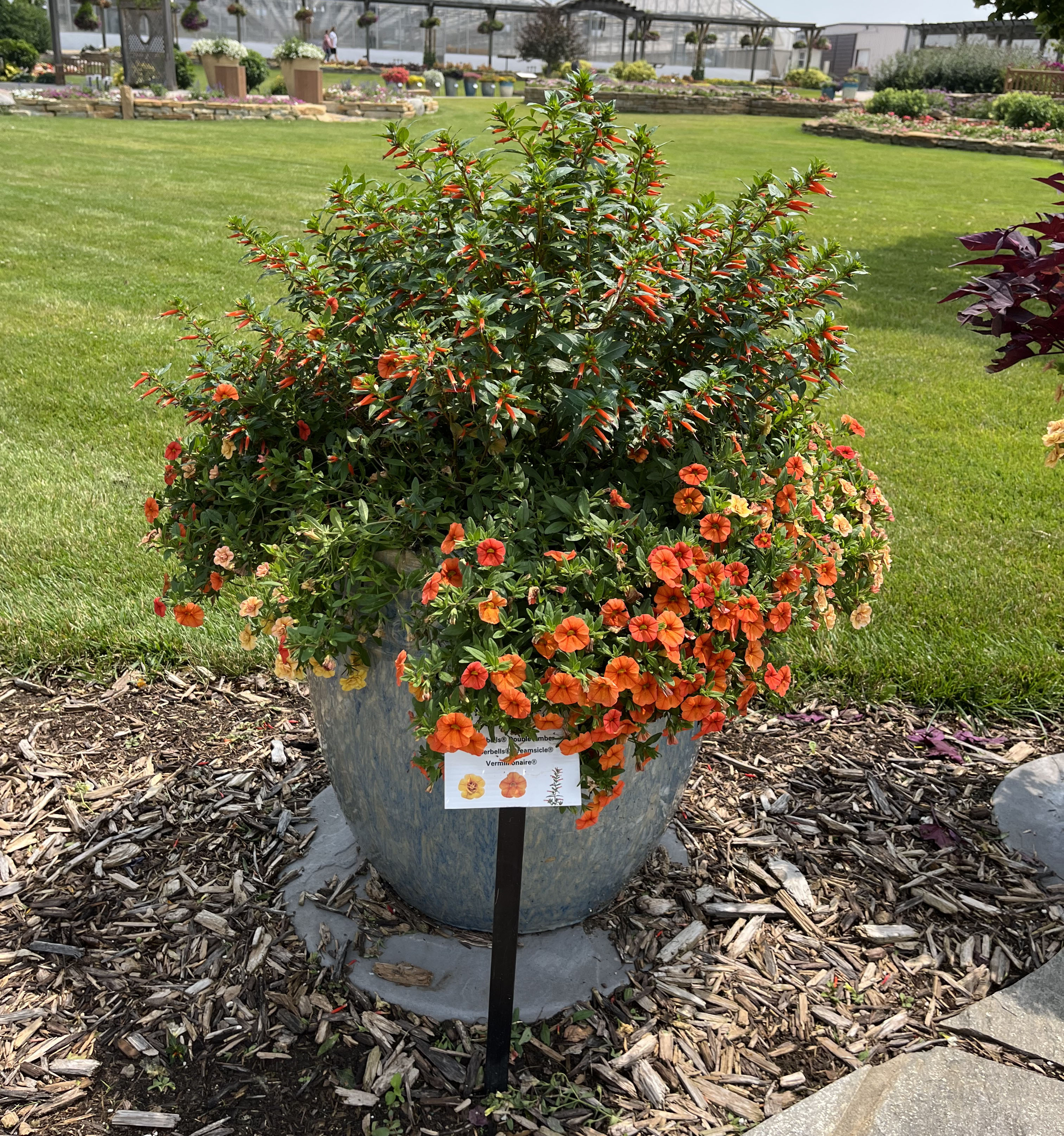 Clementine combination planter.